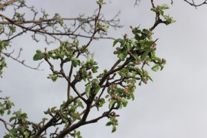 Apple Tree blossoms