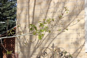 Fresh New Leaves on the Aspen