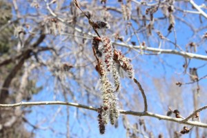 Aspen Catkins