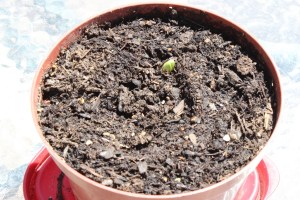 Butternut Squash One emerging seedling
