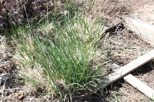 Chives!  in the herb box 