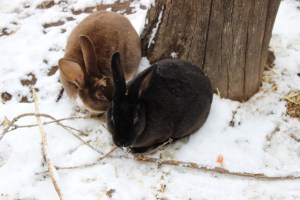 Fiver (Black Rex) and Hazel