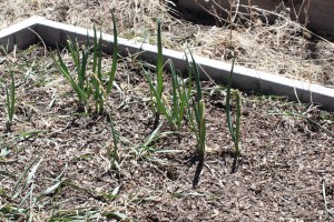 Surprise, some onions overwintered, or came back