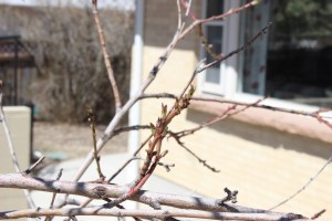 Peach Tree, no blossoms yet