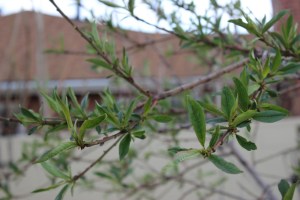 Peach Tree, no blossoms yet which is good.  This week is very chilly with nights dipping below freezing