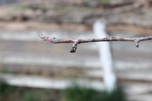 Pear Tree, that was destroyed by deer.   There are only 2 other buds this spring.
