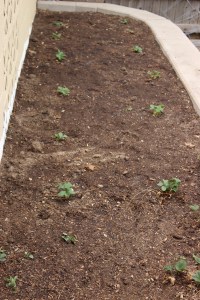 Everbearing Strawberry Plants 
